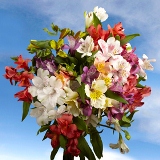 Alstroemeria Fancy 100